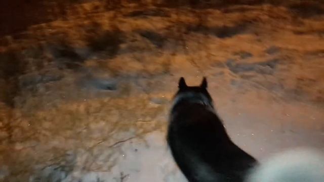 Хаски ловит мышь) смотреть онлайн