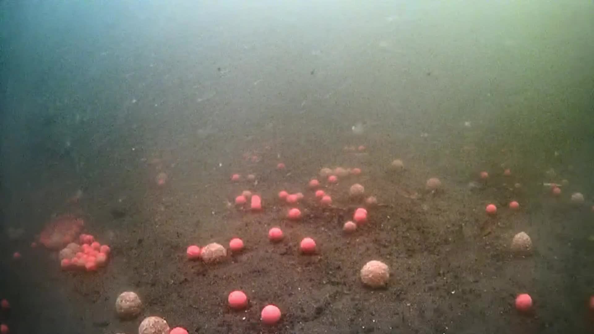 carp смотреть онлайн