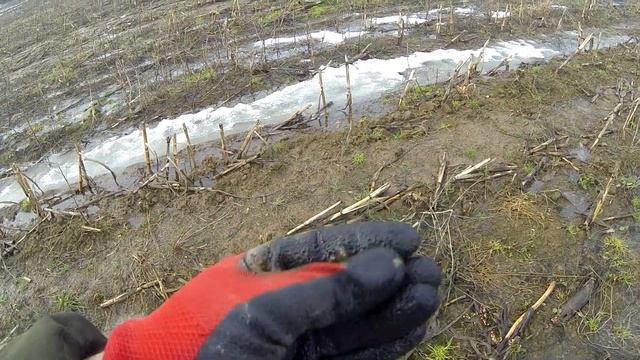 Встречаем весну! Коп с Nokta Legend.