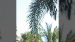 КИТАЙ. Отдых вы декабре.Grand Soluxe Hotel and Resort Sanya 5*