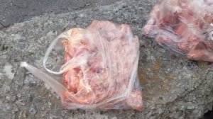 Как-же поймать дикого больного котика?