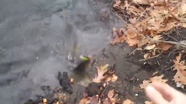 Bass on Rapala DT FAT 3 Chartreuse Shad смотреть онлайн