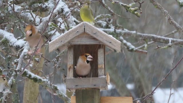 Дубонос, зеленушки, чечетки у кормушки, январь 2024 смотреть онлайн