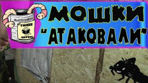 Бизнес идея для дома Разведение червей Дендрабена. Атака мошки. Что делать