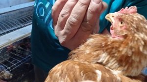 МОДНЫЕ ОЧКИ ДЛЯ Куриц😎 Очки от расклева для птицы