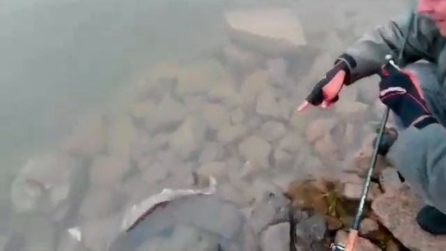 Orka Shad nove boje смотреть онлайн