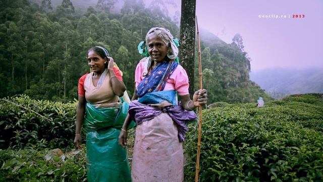 Sri Lanka. Tea plantations of Nuwara Eliya/ Шри Ланка. Как собирают цейлонский чай смотреть онлайн