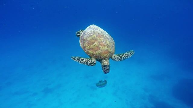 Чем питаются морские черепахи. смотреть онлайн