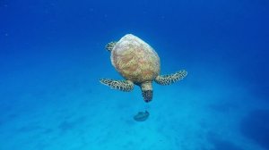 Чем питаются морские черепахи.