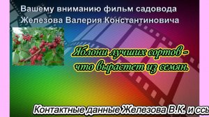 Яблони лучших сортов - что вырастет из семян.