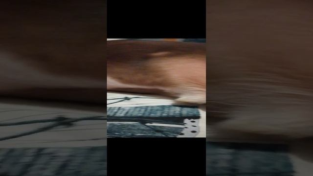 обзор на моего собакина смотреть онлайн