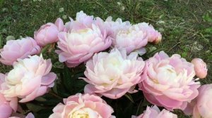 Пион Mrs. Franklin D. Roosevelt. Заказ корней в группе ВКонтакте «Пионы под Питером» https://vk.com/