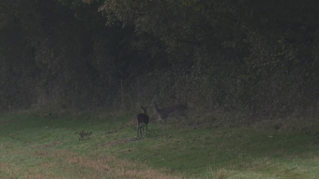 What The Swarovski DS Gen II Riflescope Can Do With Deer