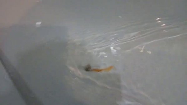 Без нaзвания.