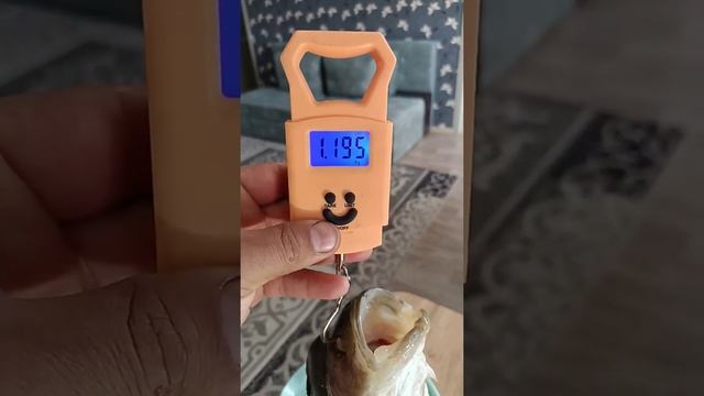 крупный окунь, взвешивание смотреть онлайн