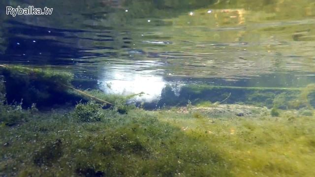 Блесна Pontoon 21 Synchrony. Spinnerbait Pontoon 21 Synchrony Underwater