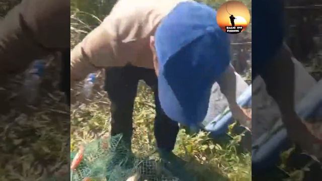 Балиқ ови-2024 Май | Запретка #сазан #рыбалка #baliqovi #fishing смотреть онлайн