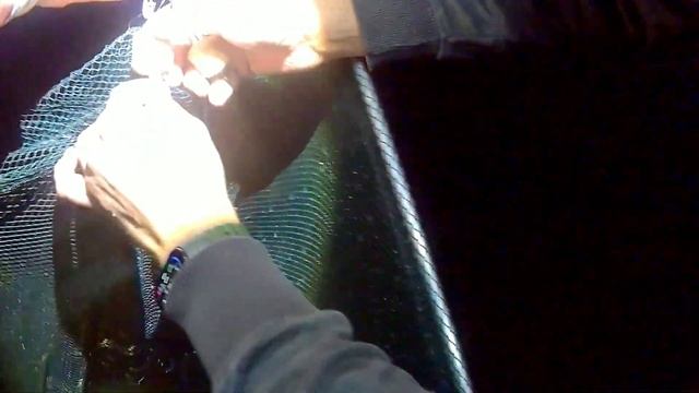 Оторвались по толстолобу, фидер не отставал! Рыбалка на платном водоеме. смотреть онлайн