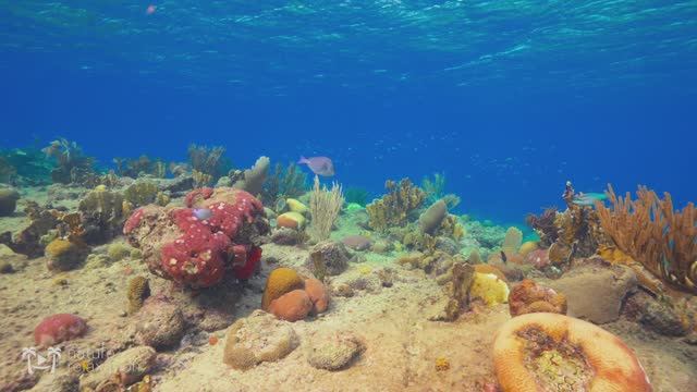 Vivid Coral Reefs in 4K HDR： ＂ Underwater Realms＂ 1 Hour Ambient Nature Relaxation Film + Music смотреть онлайн
