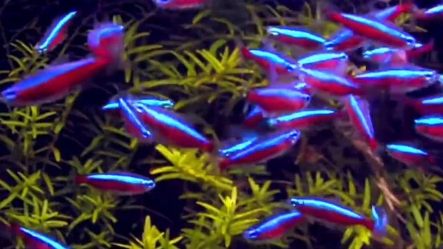 6 min. Session- NEON TETRA смотреть онлайн