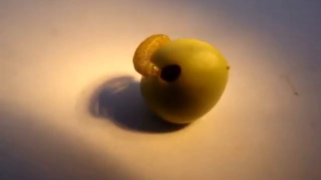 Гороховый червяк смотреть онлайн
