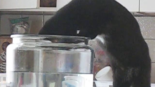 Funny Cat Video Trying To Fish смотреть онлайн
