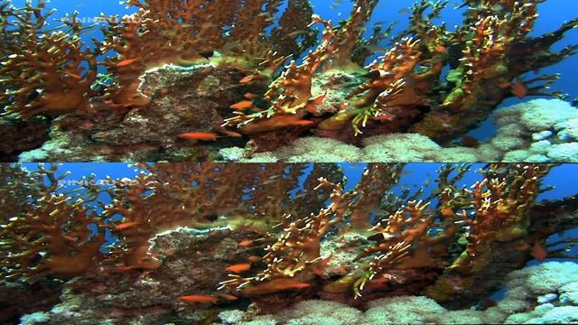 3д видео смотреть онлайн