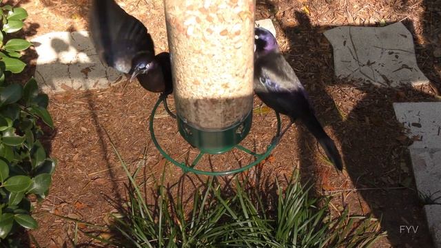 Black Birds Spinning FYV смотреть онлайн