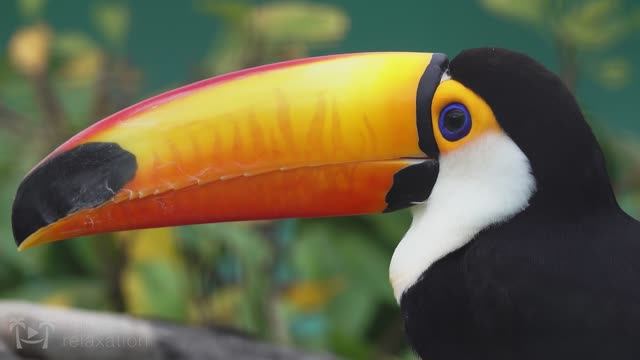 (4K) Breathtaking Colorful Birds of the Rainforest 2 Wildlife Nature Film + Jungle Sounds 90 Minutes смотреть онлайн