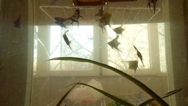 Аквариум онлайн . Прожорливая банда поселилась на подоконнике моего окна . смотреть онлайн