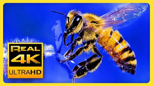 Breathtaking Colors of Nature in 4K IV Stunning Flowers - Sleep Relax Music 4K UHD TV Screensaver смотреть онлайн