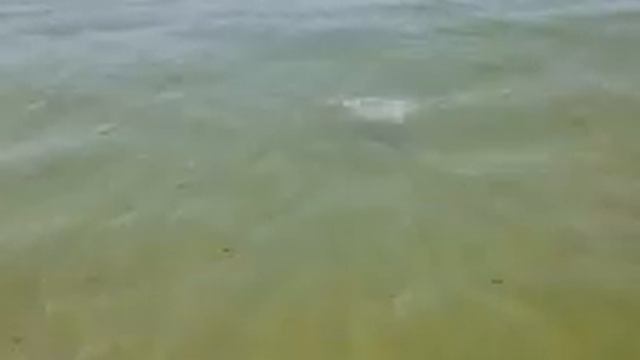 Jack Crevalle смотреть онлайн