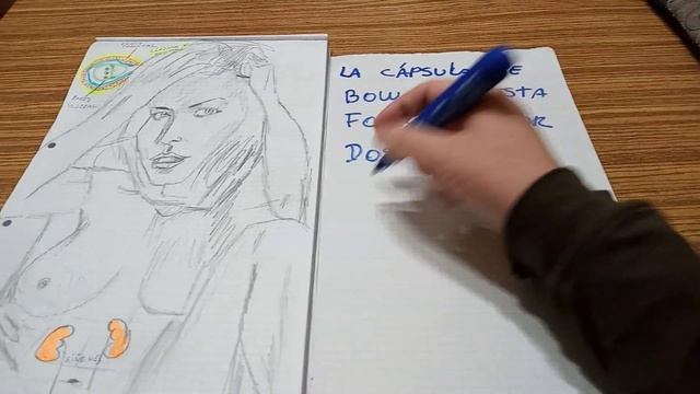 cápsula de bowman formación ( ley 24.747 смотреть онлайн