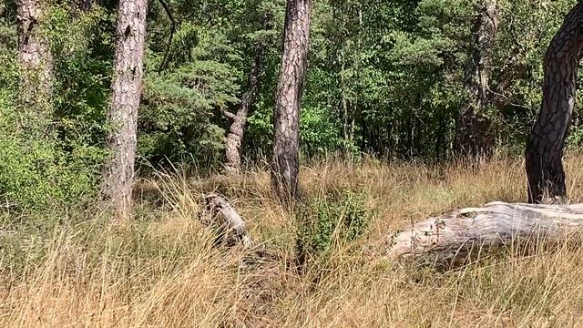 Abenteuer Schellenburg смотреть онлайн