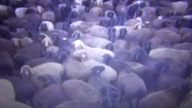 Смешные овцы,бараны,прикол ,животные. смотреть онлайн