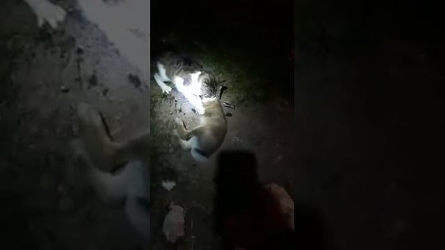 Кот ловит зайцев и таскает домой смотреть онлайн