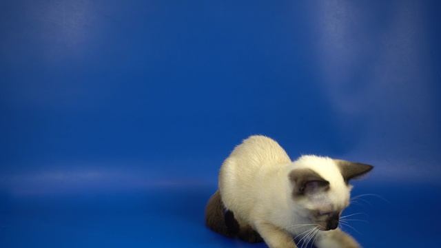 Тайская девочка Yuna Gamlet, 2 месяца 3 недели, окрас сил-пойнт смотреть онлайн