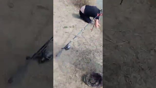 карп и карась 🤣🤣#приколы #рыбалка #карп #карась #украина смотреть онлайн