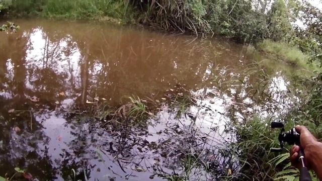 Si Bujuk Yg Memahammi Perasaan Ku..(casting Haruan,bujuk On Daiwa )