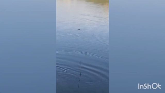 ANKARADA SAZAN AVİ-Fishing смотреть онлайн