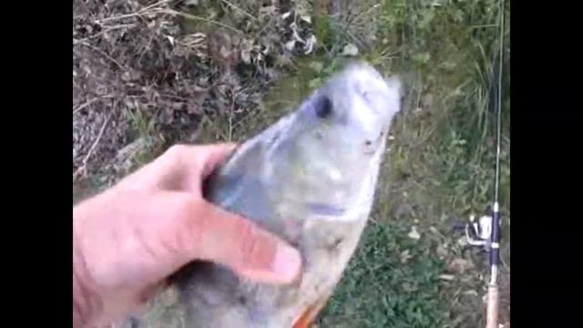 Ловля окуня на малом водоёме смотреть онлайн