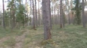 Лес ,грибы , Встреча с Лосями , пробы на новую камеру