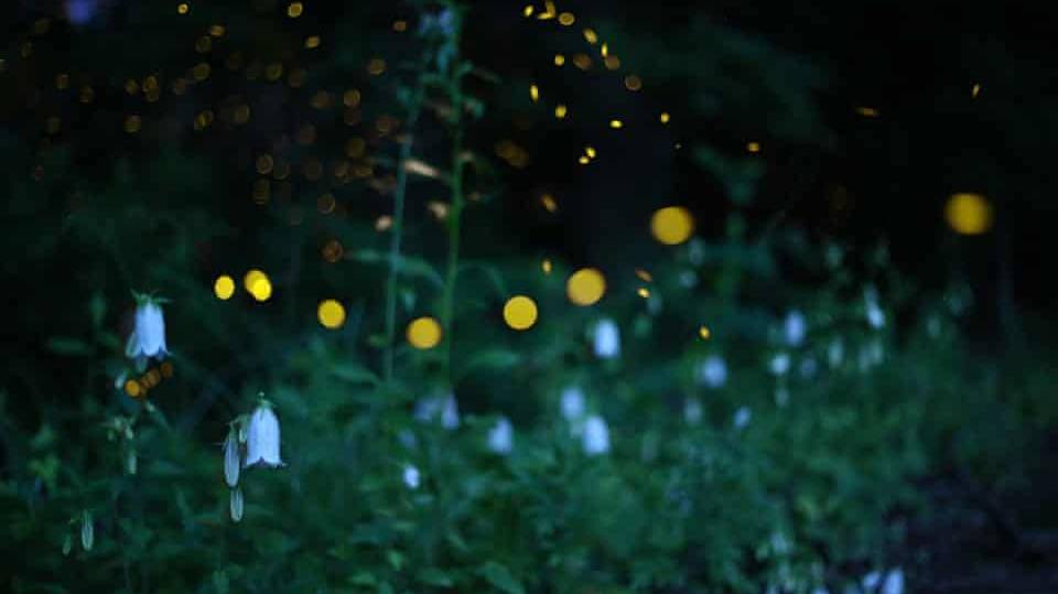 Песня светлячков. Song of the Fireflies - Pedram. Потрясающе нежная мелодия для души. смотреть онлайн