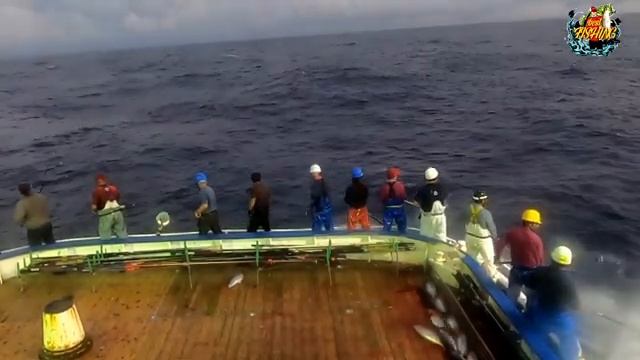 カツオ一本釣り-!!keahlian memancing orang indonesia di kapal jepang#viral смотреть онлайн