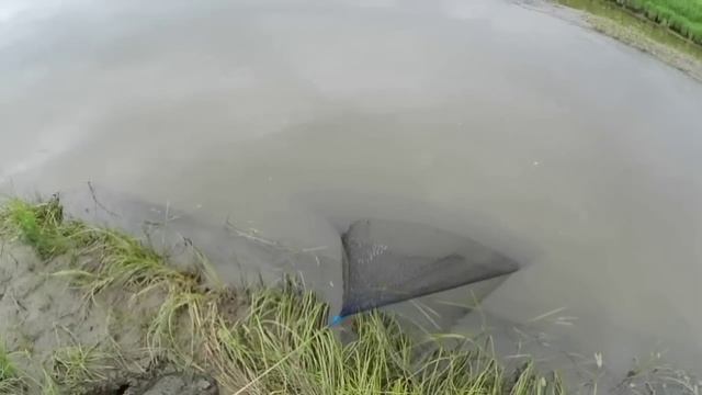 Трудовая рыбалка на малой речке! кастинговая сеть испанка ф4,8м ячейка 30-25мм. смотреть онлайн