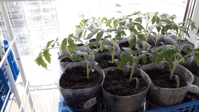 Первый полив после перевалки. 31 Марта. смотреть онлайн