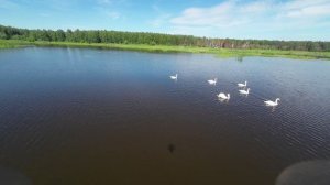 Все мои видео с лебедями.