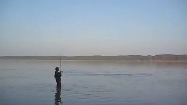 Сом на спининг. Catfish on Danube river смотреть онлайн