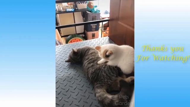 Funny Animals 2021 - Cat And Dog Funny Videos - Best Cats And Dogs Video Animals #9