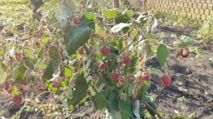 Работа в огороде // мне 50% скидка 🤦// насильно мил не будешь 😒//